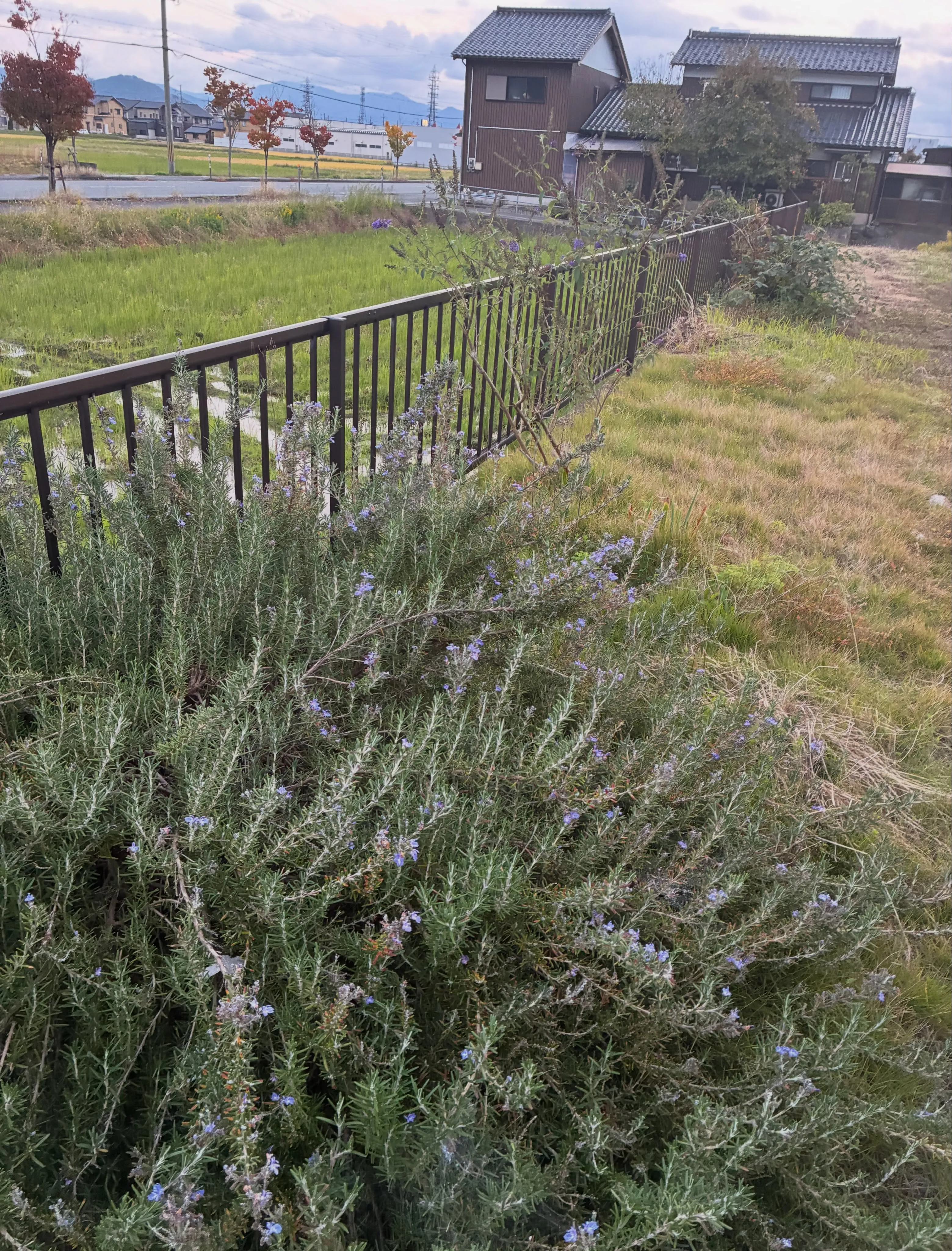 【豊岡市 お庭の雑草対策】